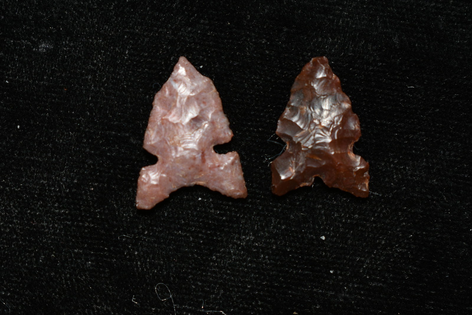 Lot of 2 Columbia River Gem Points, Largest measures: Lot of 2 Columbia River Gem Points, Largest measures 7/8" This collection contains Wonderful examples of Columbia River Valley Arrowheads and Darts from the Fred Van Ronk Collection. The location of t