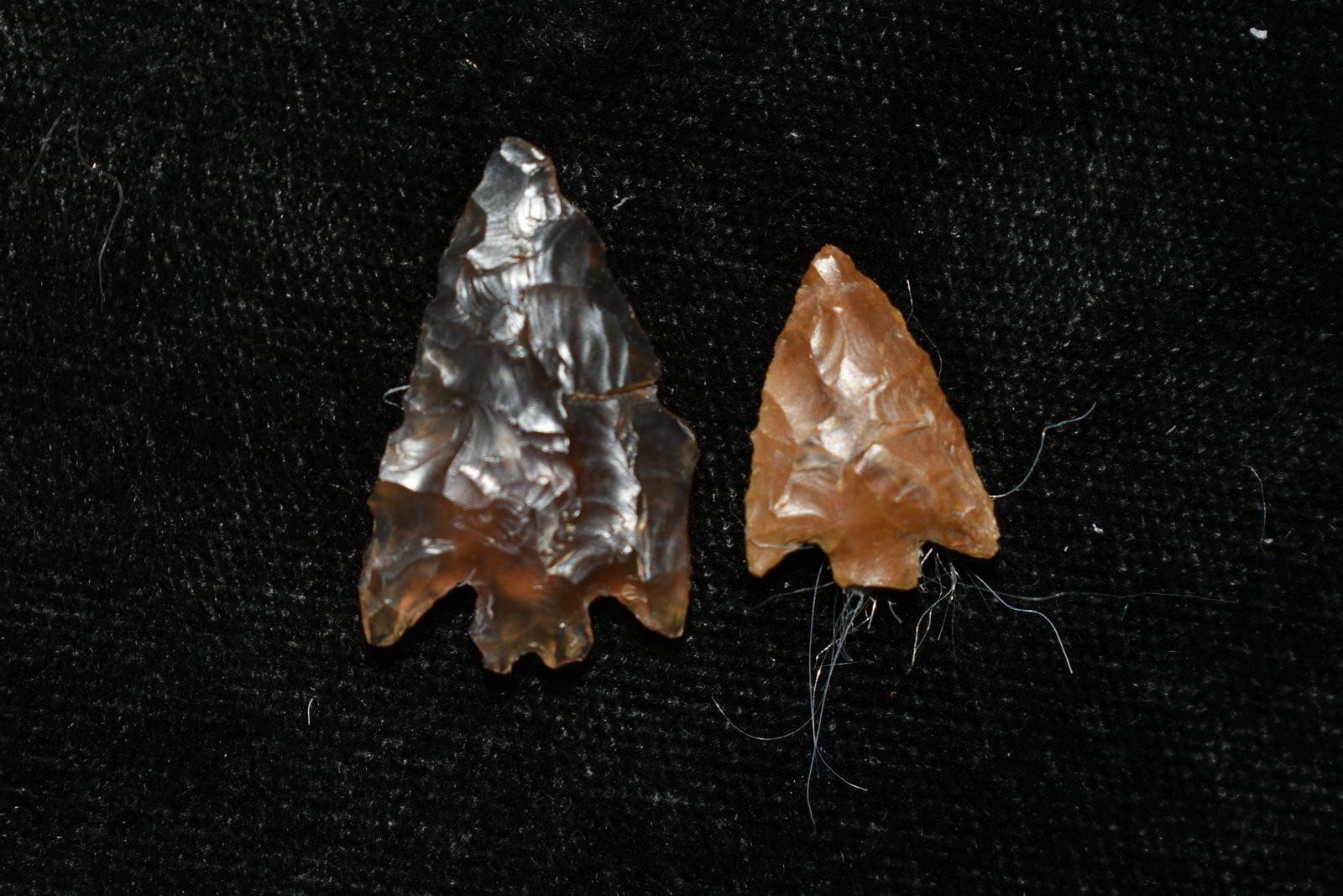 Lot of 2 Columbia River Gem Points, Largest measures: Lot of 2 Columbia River Gem Points, Largest measures 7/8" This collection contains Wonderful examples of Columbia River Valley Arrowheads and Darts from the Fred Van Ronk Collection. The location of t