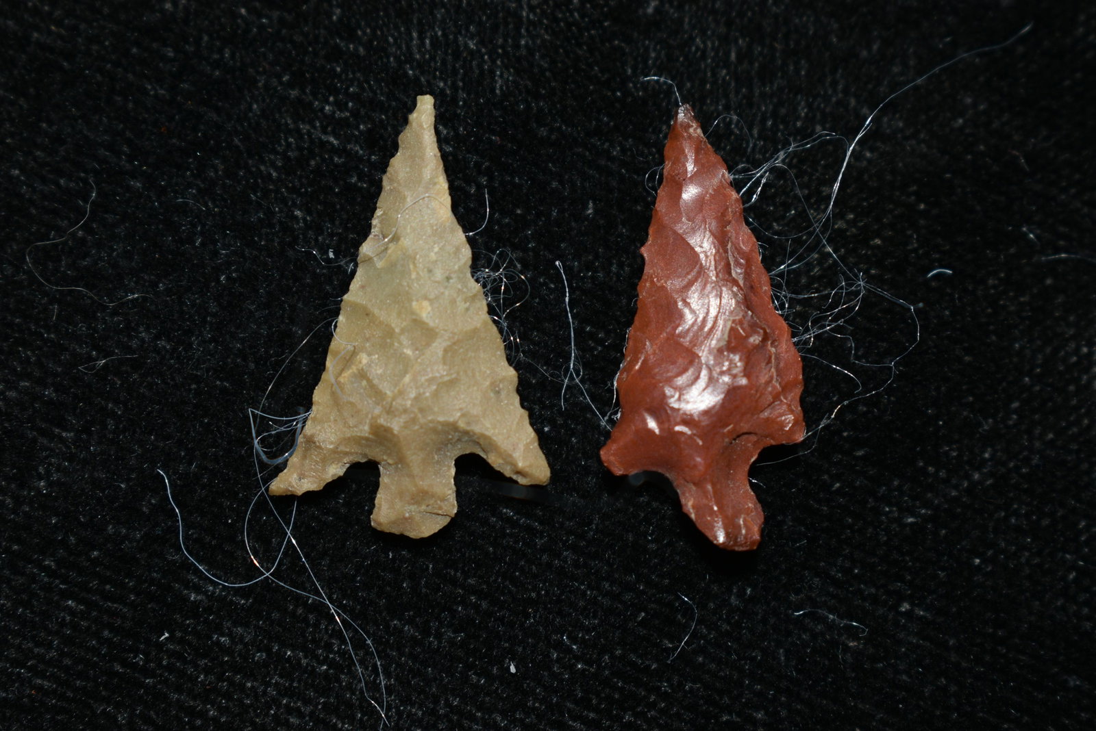 Lot of 2 Columbia River Gem Points, Largest measures: Lot of 2 Columbia River Gem Points, Largest measures 7/8" This collection contains Wonderful examples of Columbia River Valley Arrowheads and Darts from the Fred Van Ronk Collection. The location of t