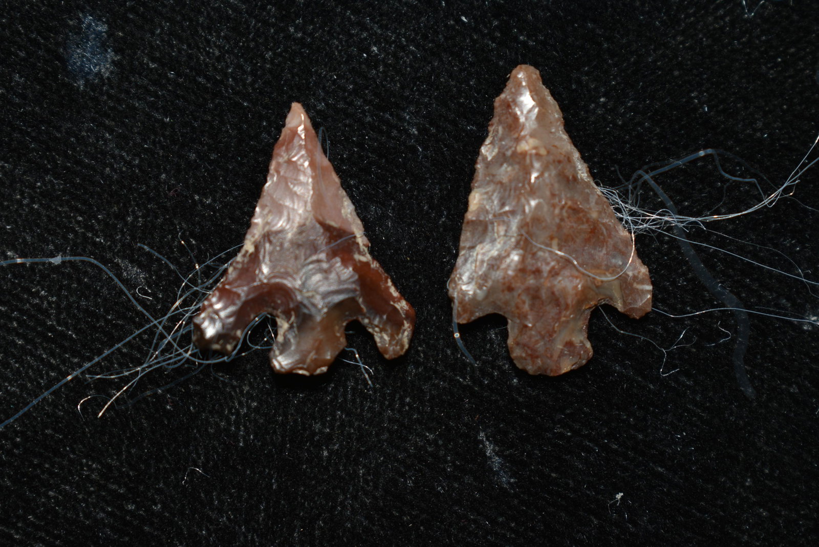 Lot of 2 Columbia River Gem Points, Largest measures: Lot of 2 Columbia River Gem Points, Largest measures 3/4" This collection contains Wonderful examples of Columbia River Valley Arrowheads and Darts from the Fred Van Ronk Collection. The location of t