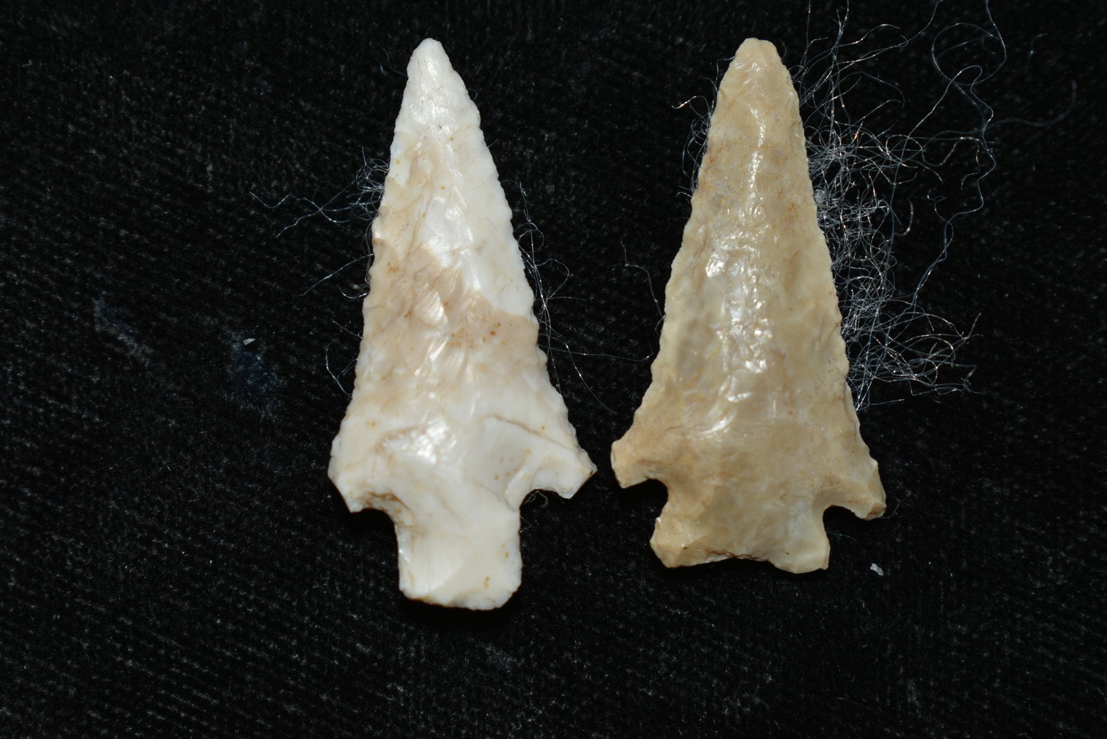 Lot of 2 Columbia River Gem Points, Largest measures 1: Lot of 2 Columbia River Gem Points, Largest measures 1 1/4" This collection contains Wonderful examples of Columbia River Valley Arrowheads and Darts from the Fred Van Ronk Collection. The location of
