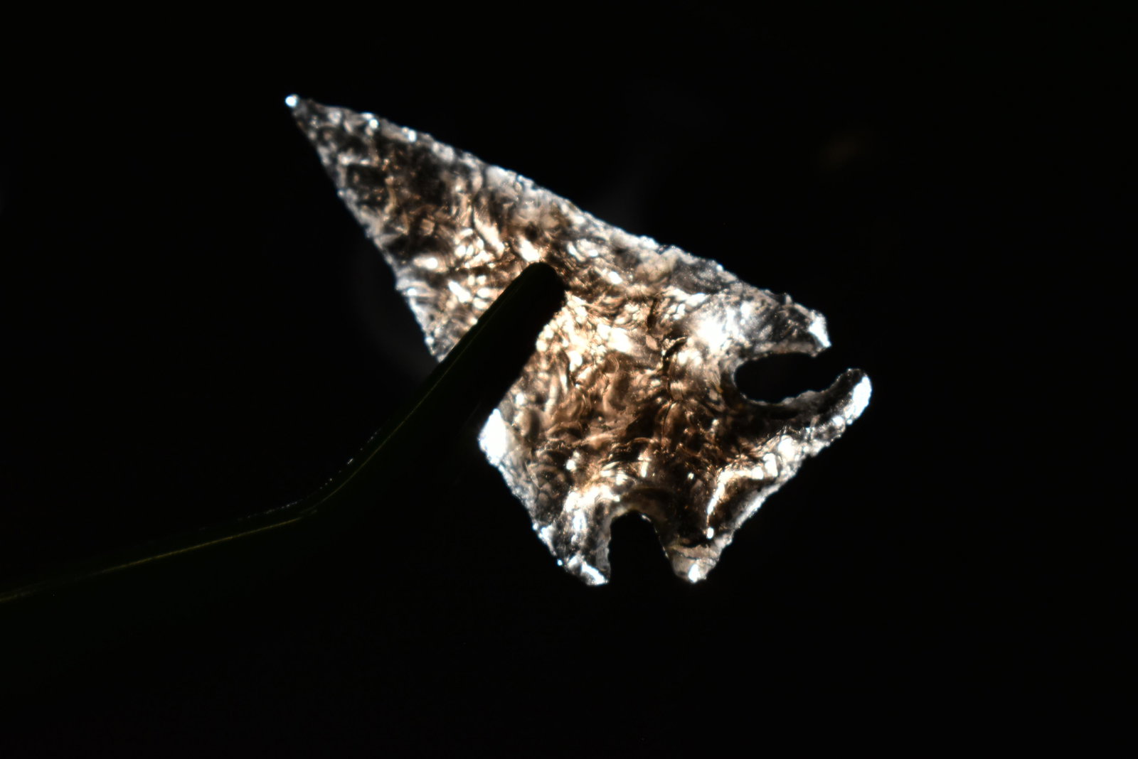 1 1/4" Elko Earred Point This collection contains: 1 1/4" Elko Earred Point This collection contains Wonderful examples of Columbia River Valley Arrowheads and Darts from the Fred Van Ronk Collection. The location of these artifacts range from the abo
