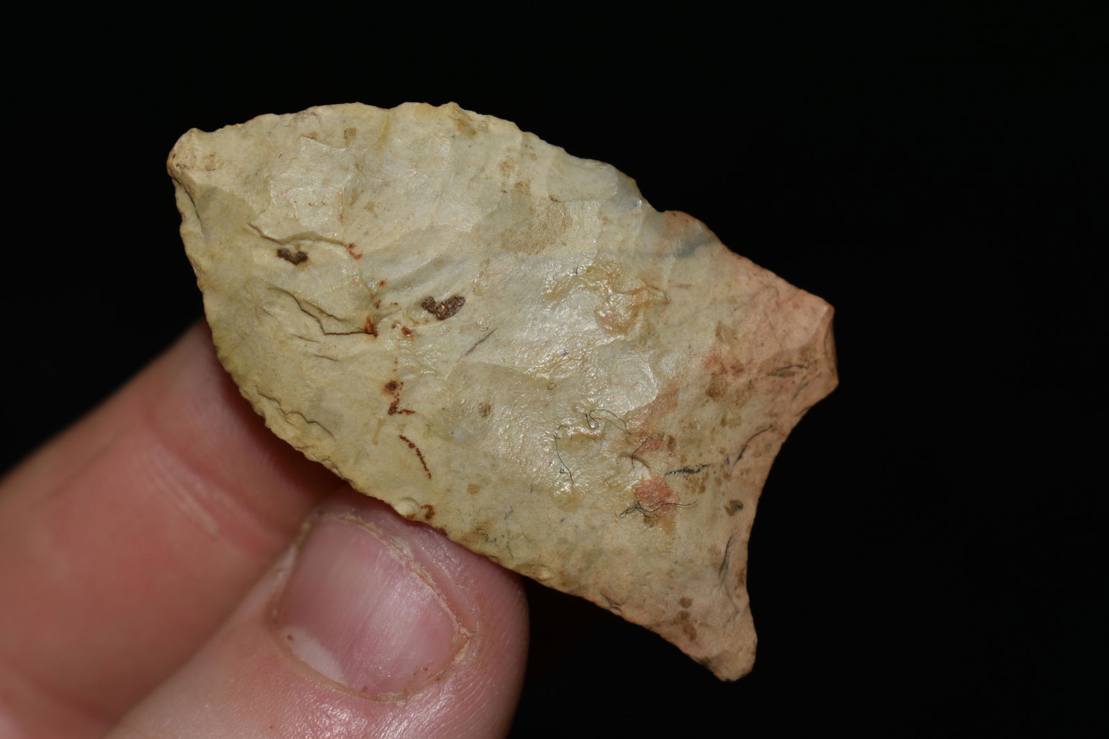 1 3/4" LONG PALEO MIDLAND FOUND IN MADISON COUNTY (1 of 4)