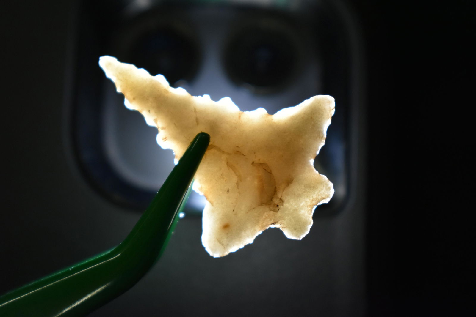 1 5/16" LONG FOX VALLEY FOUND IN ROCK ISLAND COUNTY (1 of 5)