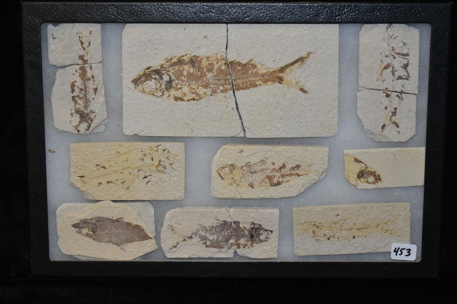 GROUP OF 9 KNIGHTIA & DIPLOMYSTUS FISH FOSSILS FROM THE (1 of 2)