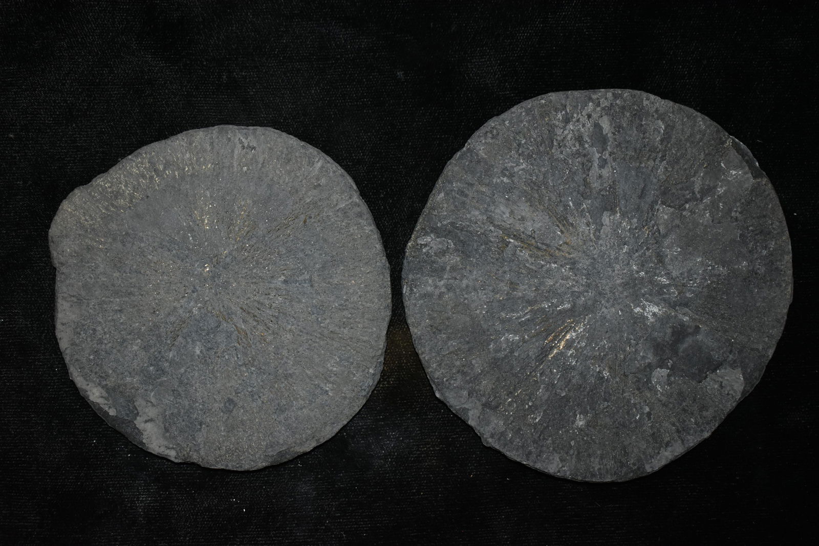 PAIR OF PYRITE SAND DOLLAR FOSSILS FROM SPARTA ILLINOIS (1 of 3)
