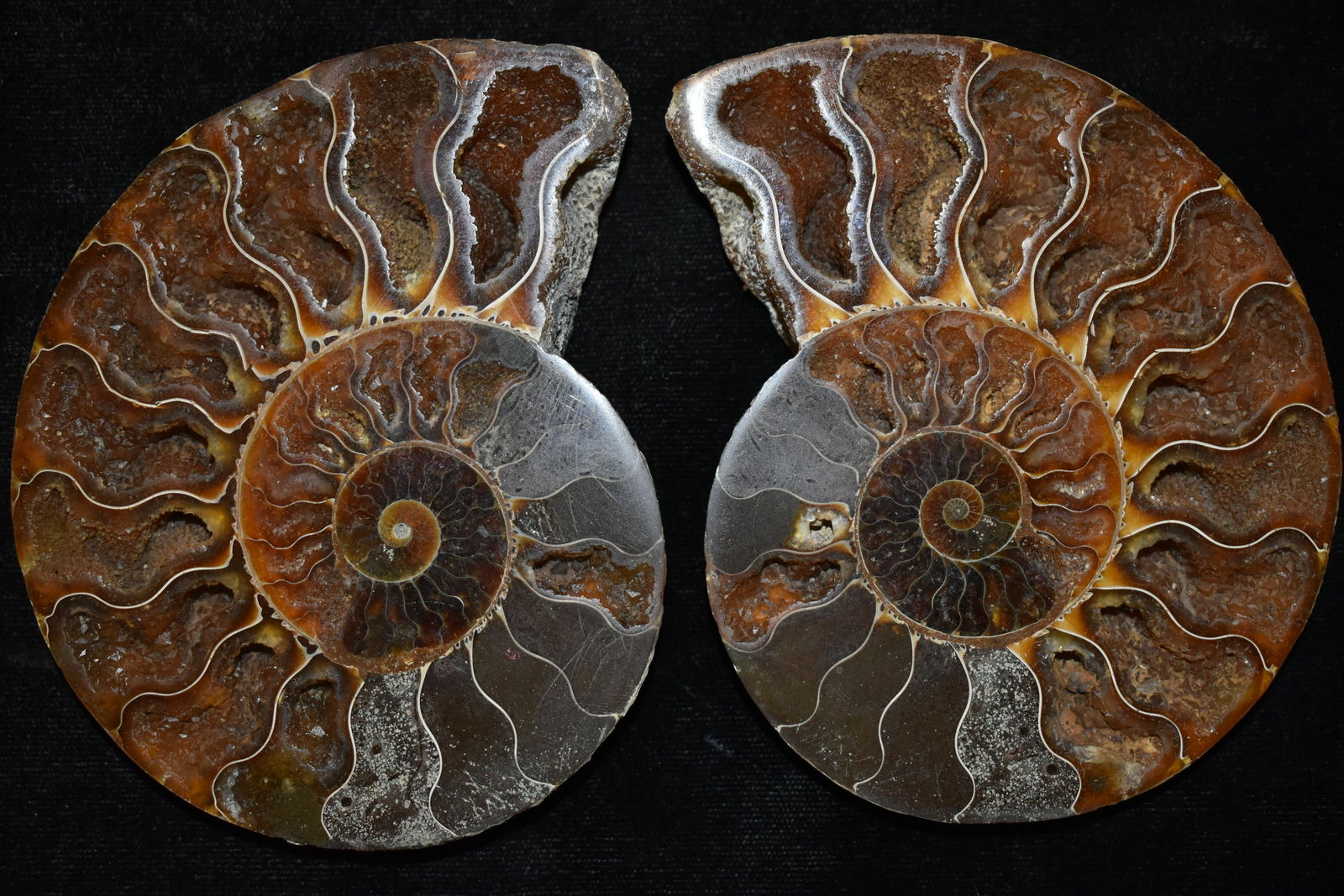 SPLIT PAIR OF AMMONITE FOSSILS, NICE LARGE COLORFUL (1 of 3)