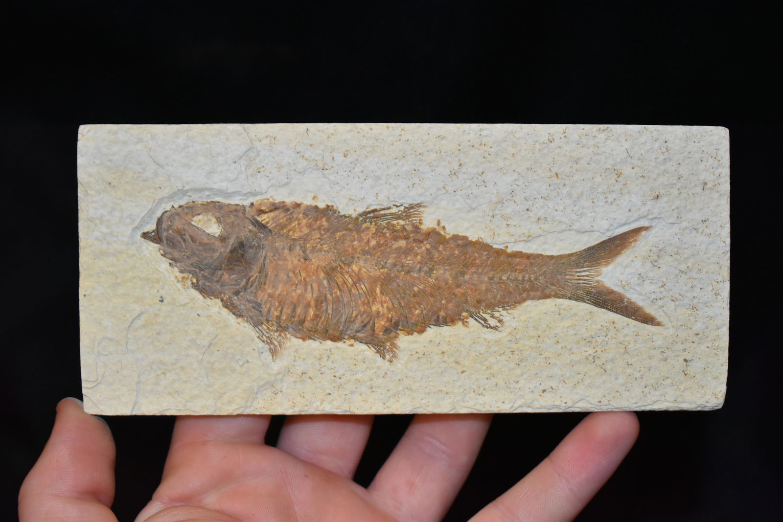 6 1/4"  LONG DIPLOMYSTUS FISH FOSSIL FROM THE GREEN (1 of 2)