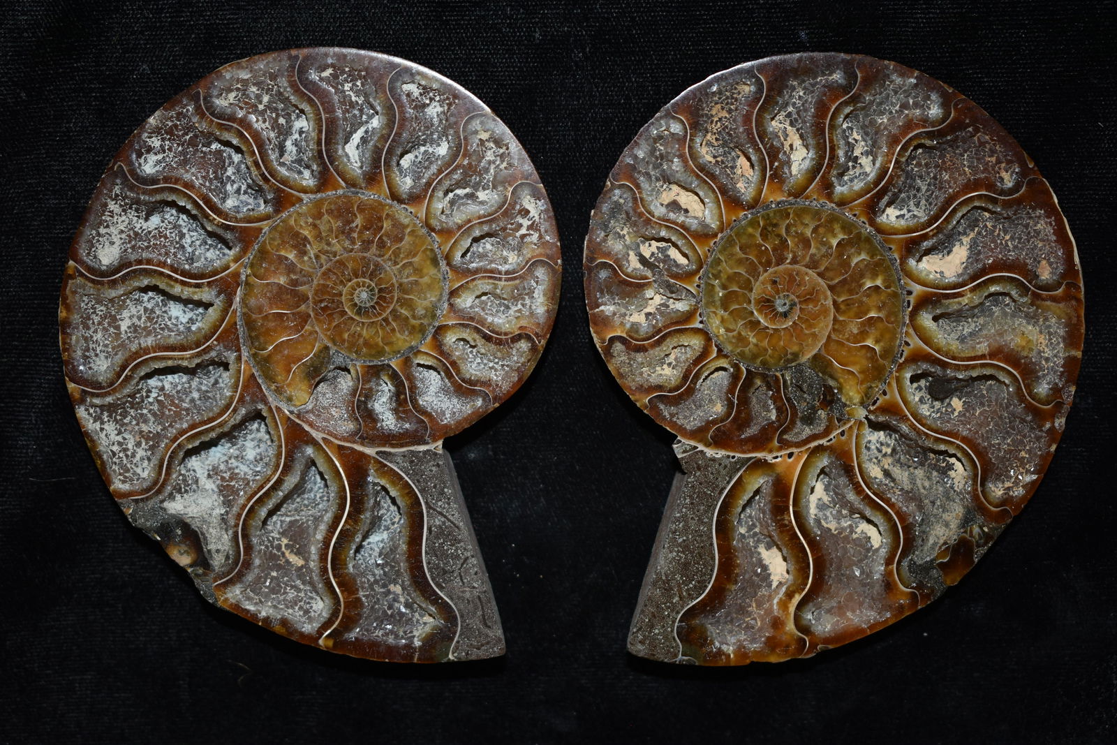 SPLIT PAIR OF AMMONITE FOSSILS, NICE LARGE COLORFUL (1 of 2)