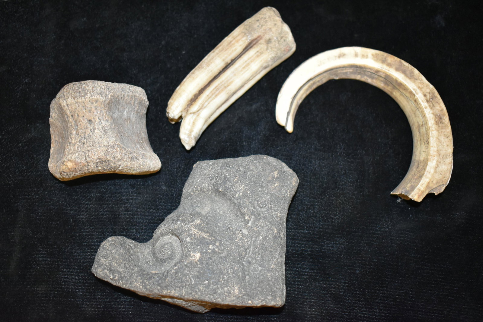 Group of Old Bones/Teeth, ex Sam Webster Collection,: Group of Old Bones/Teeth, ex Sam Webster Collection, Pettis Co., Mo