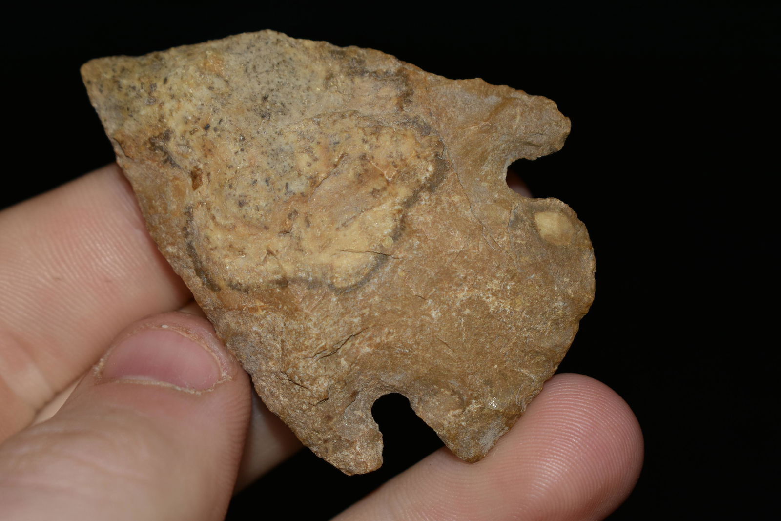 2 3/8" Mehlville Point found in Missouri Authentic (1 of 4)