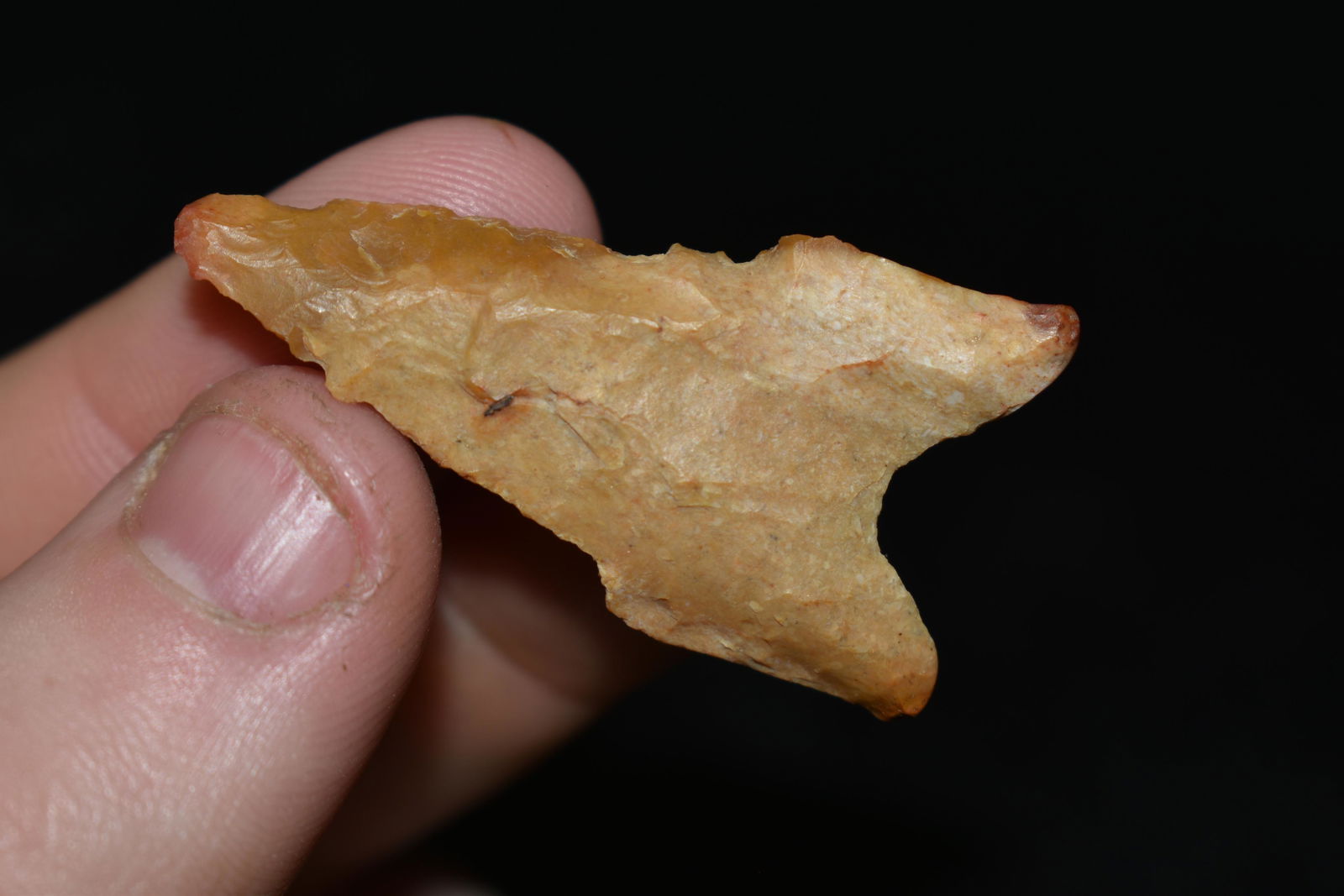 1 5/8" Beveled Dalton found in SE Missouri Authentic (1 of 4)