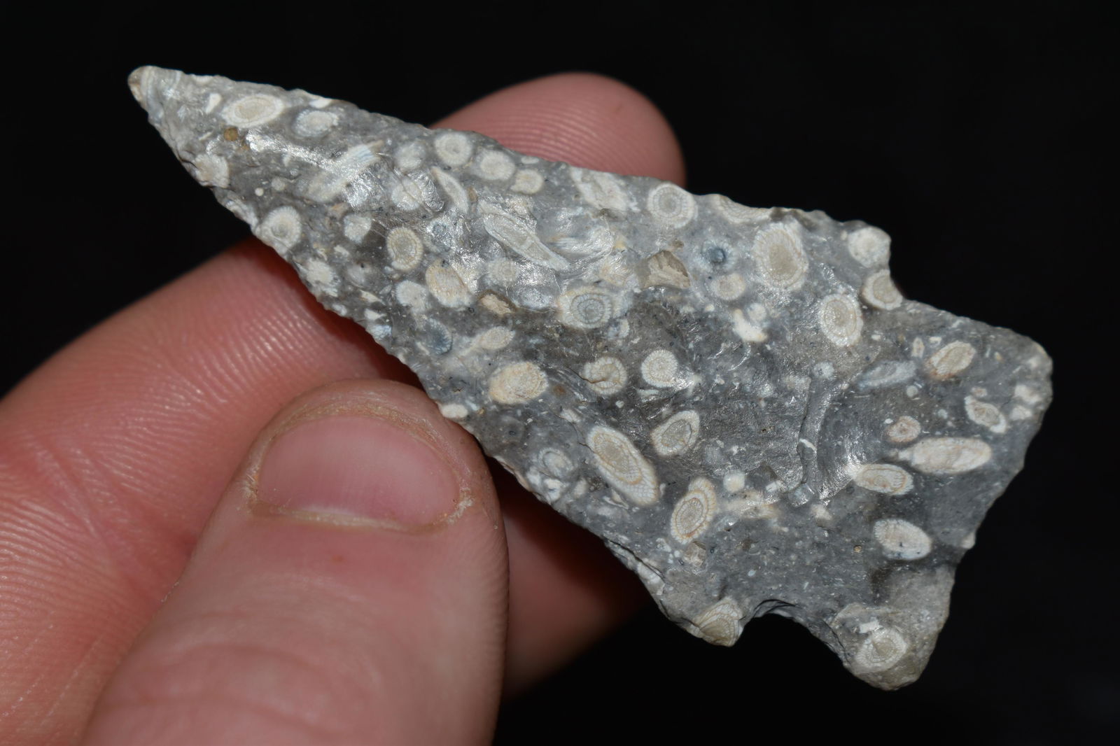 2.32" Cody Scottsbluff Cowley Co., KS Partain COA (1 of 6)