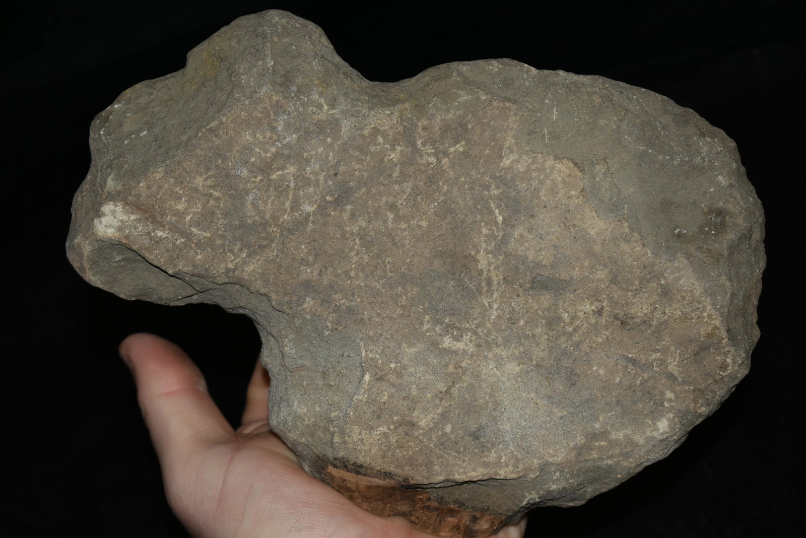 7 3/8" Chipped Axe found in Pennsylvania Authentic: 7 3/8" Chipped Axe found in Pennsylvania Authentic Native American Arrowhead