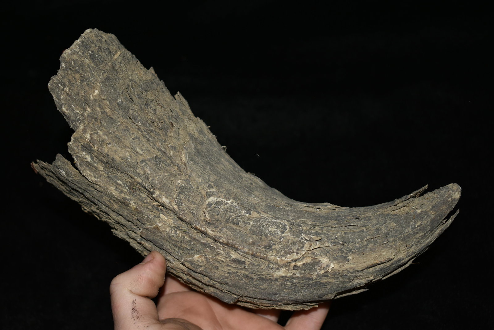 8 1/4" Buffalo cup or powder stone. Found in: 8 1/4" Buffalo cup or powder stone. Found in Musselshell, Montana. Creel Poore was born and raised in Musselshell, Montana where he found his first arrowhead at a very early age. This led Creel on a l