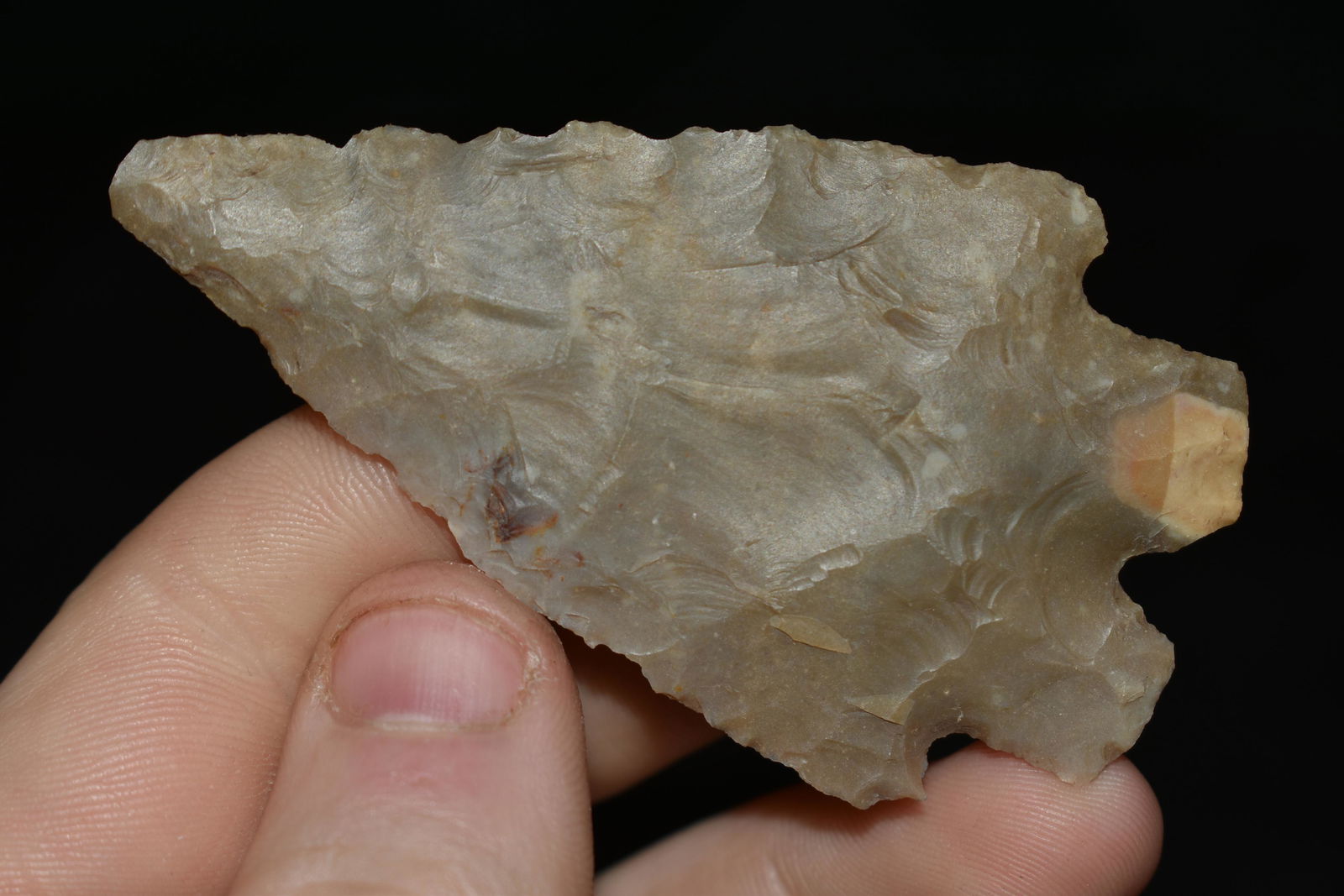 2 7/8" Montel found in Texas, wafer thin, authentic (1 of 4)