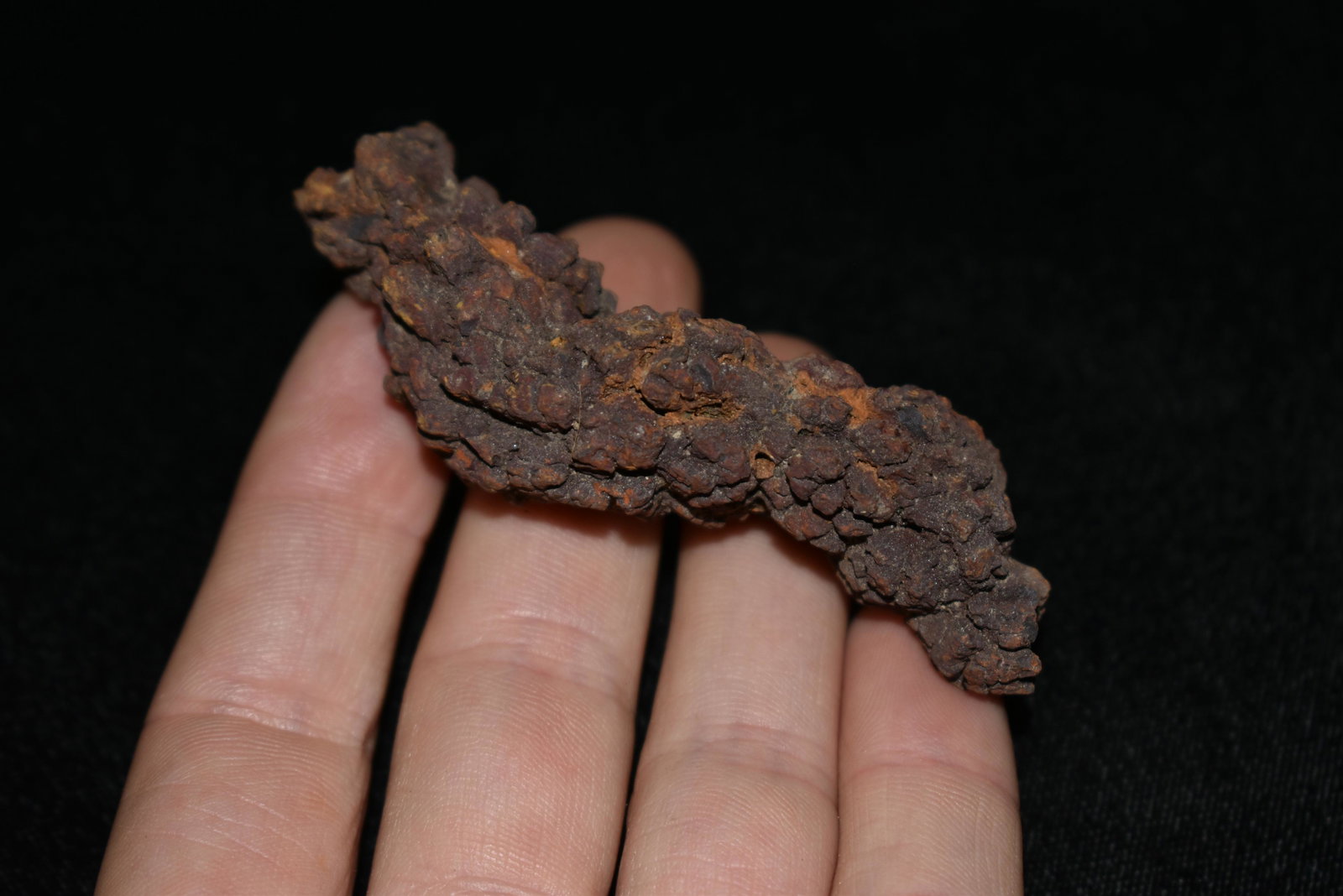 3" Coprolite Fossil, Dinosaur Dung: 3" Coprolite Fossil, Dinosaur Dung
