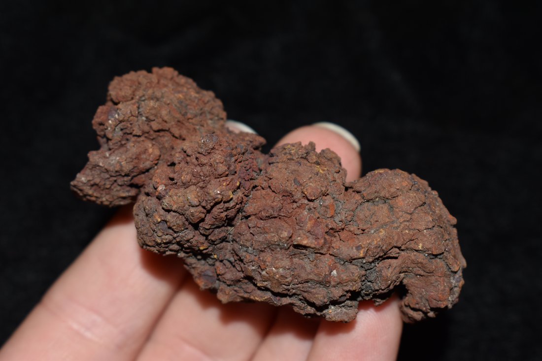 2 3/4" Coprolite Fossil, Dinosaur Dung: 2 3/4" Coprolite Fossil, Dinosaur Dung