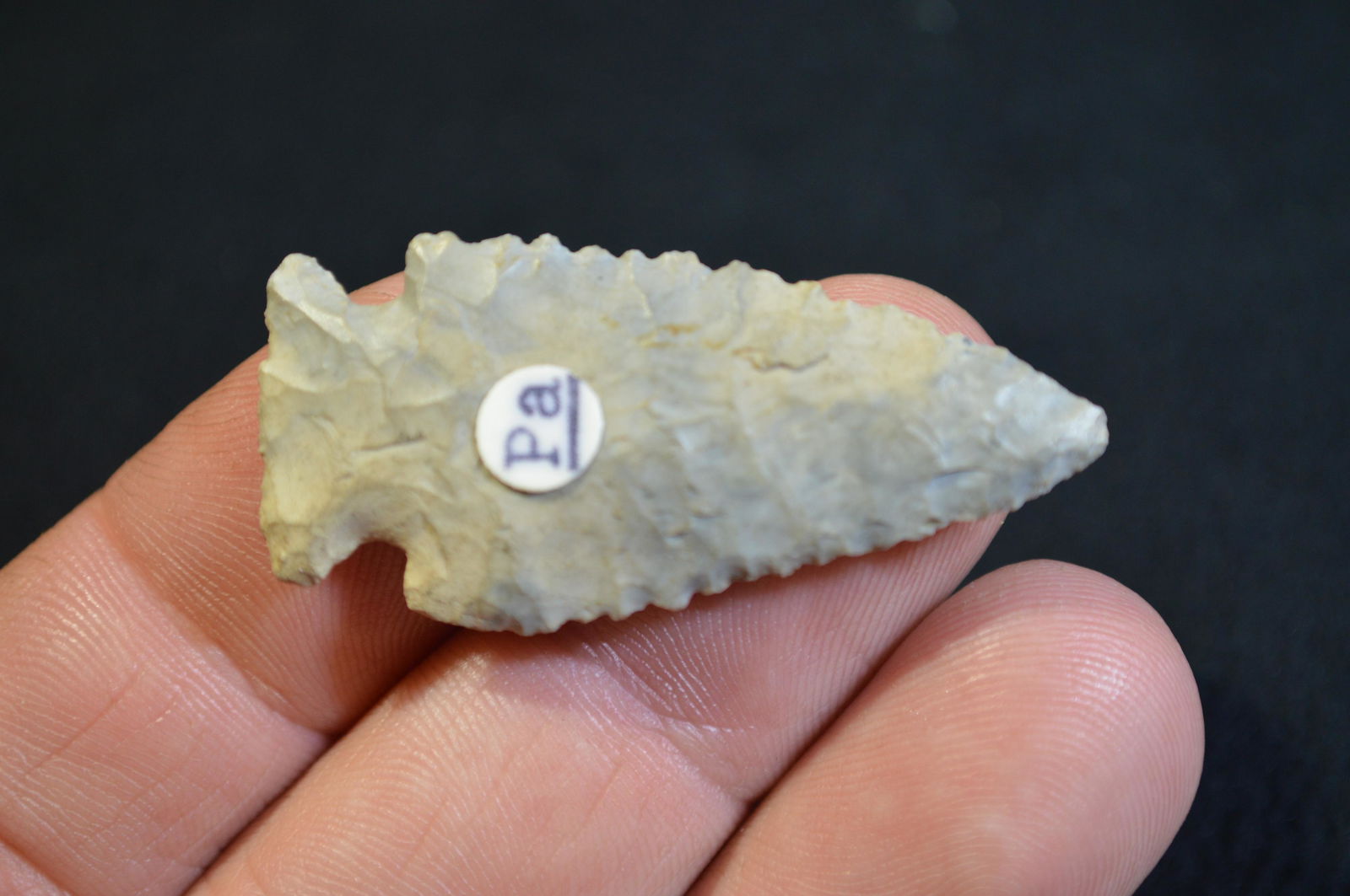 1 13/16 " Pine Tree Ex: Dr. Stan Copeland Collection of (1 of 4)