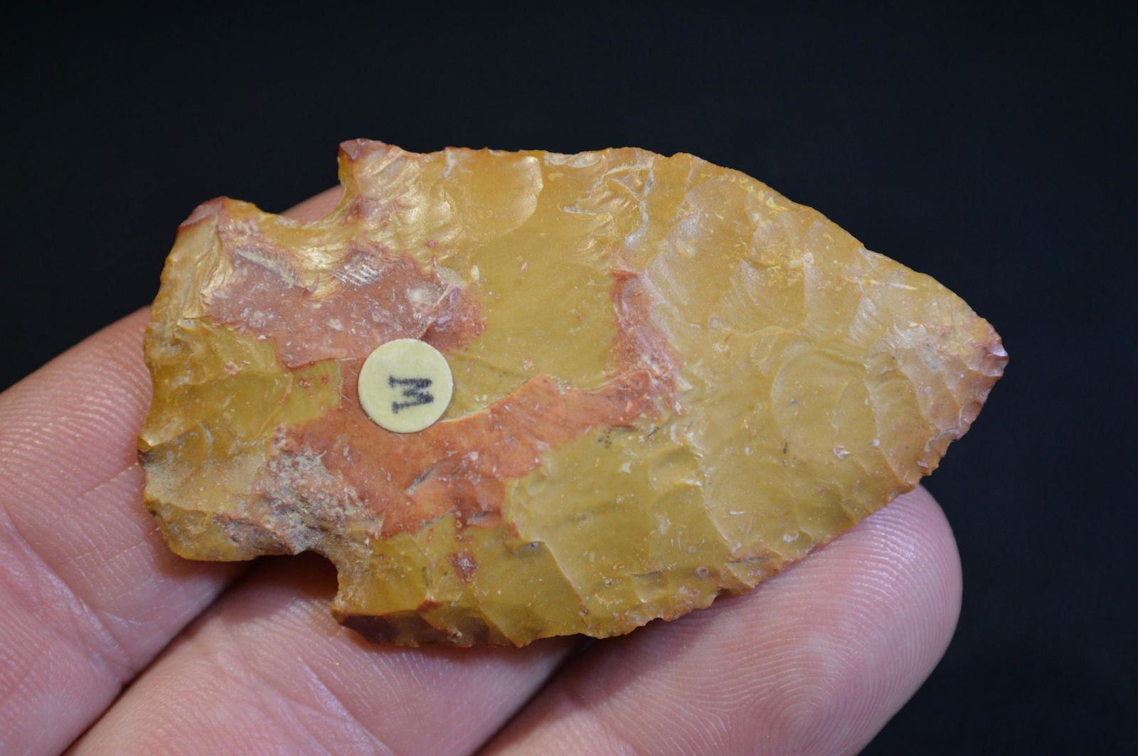 2 1/2 " Cypress Creek Ex: Dr. Stan Copeland Collection (1 of 4)