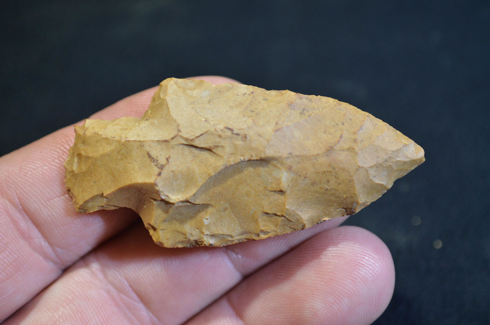 2 7/16 " Adena Found in Pulaski Co. IL by Tom and (1 of 4)