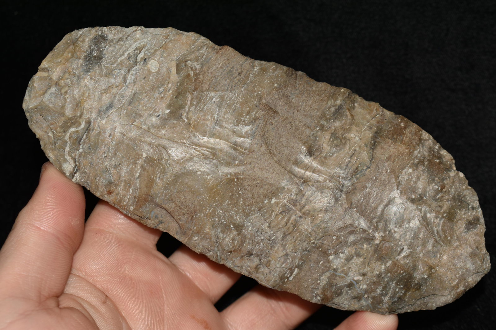 6" Creek Stained Blade or Adz, Found in Clark Co.,: 6" Creek Stained Blade or Adz, Found in Clark Co., Found by Rodney Harvey, Native American Artifacts