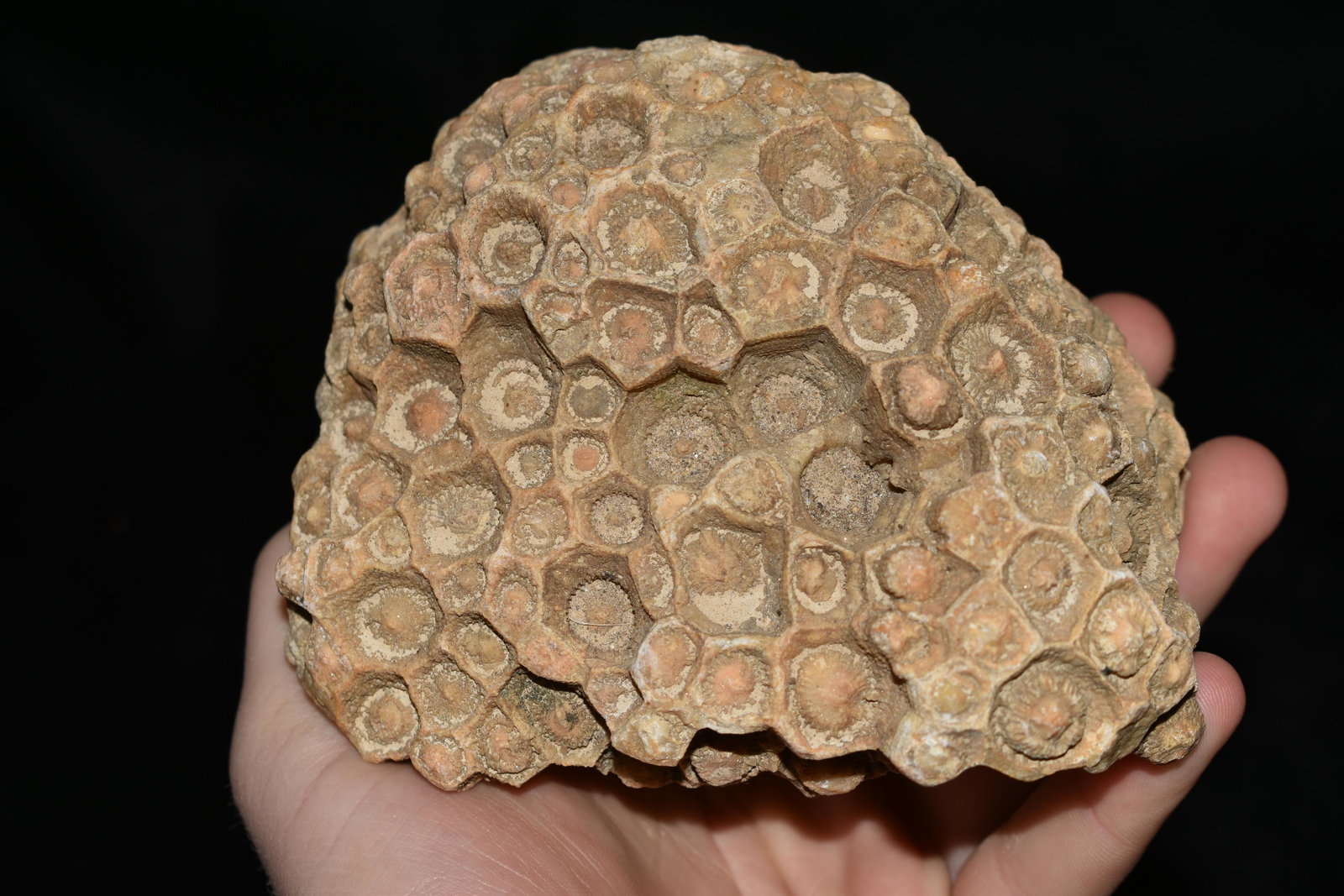 5 7/8" Fossilized Coral, Actinocyathus, Large Rough/ (1 of 5)
