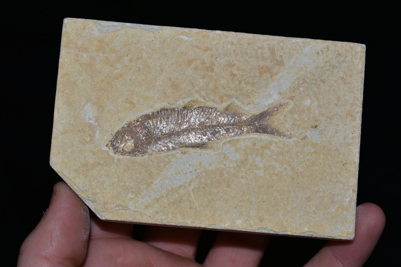 4 1/4" Fish Fossil found in Green River Wyoming (1 of 3)