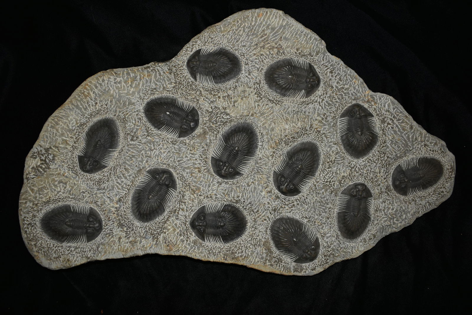 21 1/4" Large Trilobite Plate containing 13 Trilobites (1 of 6)