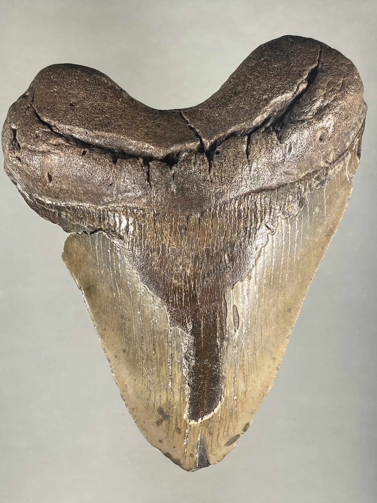 MASSIVE 6 1/8" LONG MEGALODON SHARK TOOTH FOSSIL FOUND: MASSIVE 6 1/8" LONG MEGALODON SHARK TOOTH FOSSIL FOUND OFF THE COAST OF CAROLINAS, LARGEST EXAMPLE WE'VE EVER SOLD