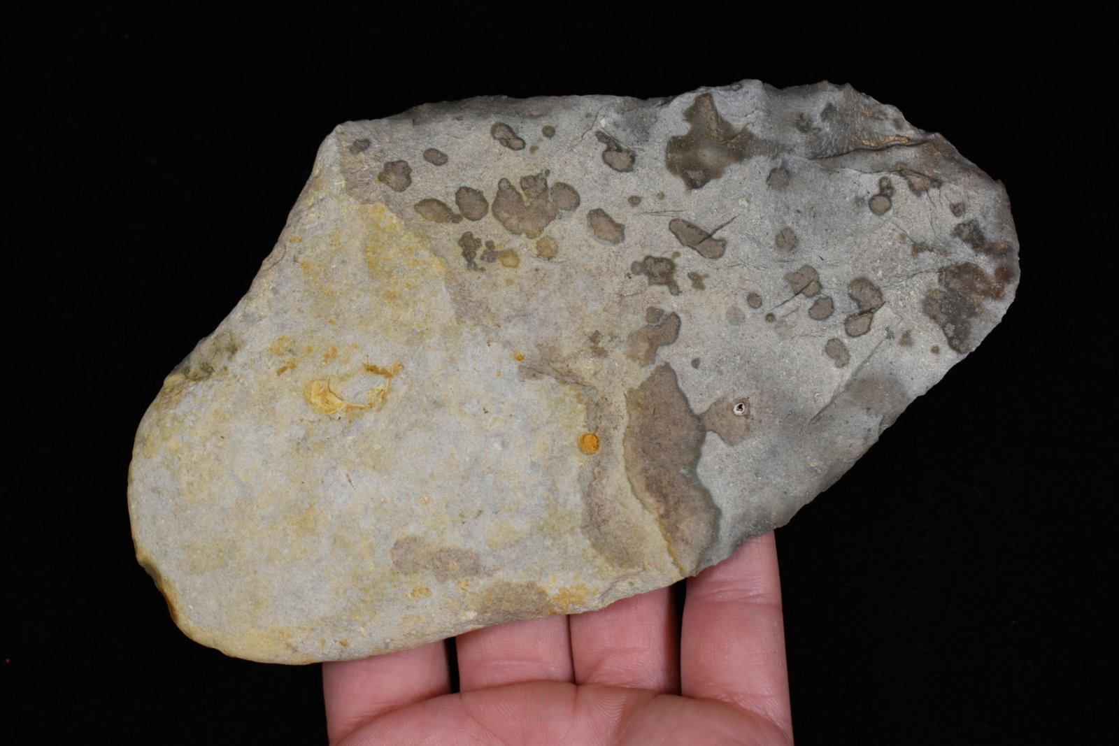 6 1/4" Paleo Blade, COA Randall Brown, TX< Native: 6 1/4" Paleo Blade, COA Randall Brown, TX< Native American Artifacts