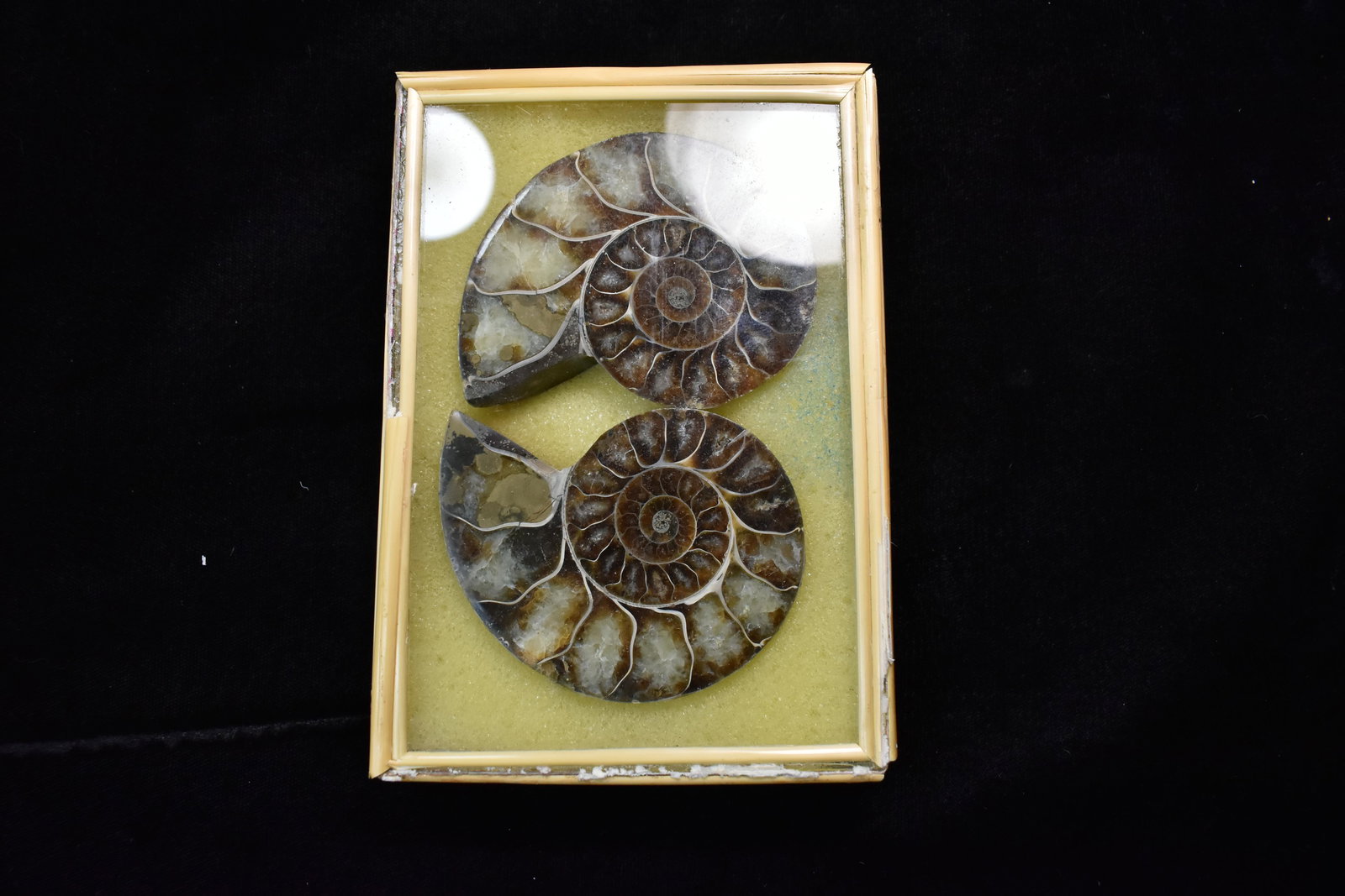 5" Case containing 2 sliced Ammonite Fossils (1 of 5)