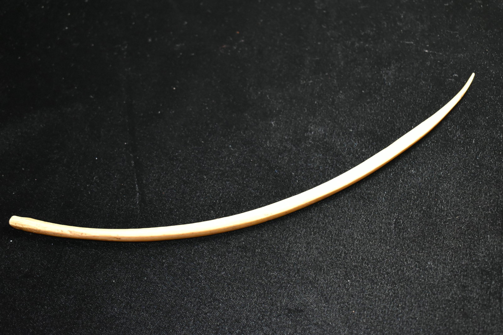 11 1/2" drilled polished Bone from Fulton Co.,: 11 1/2" drilled polished Bone from Fulton Co., Illinois. Native American Artifact