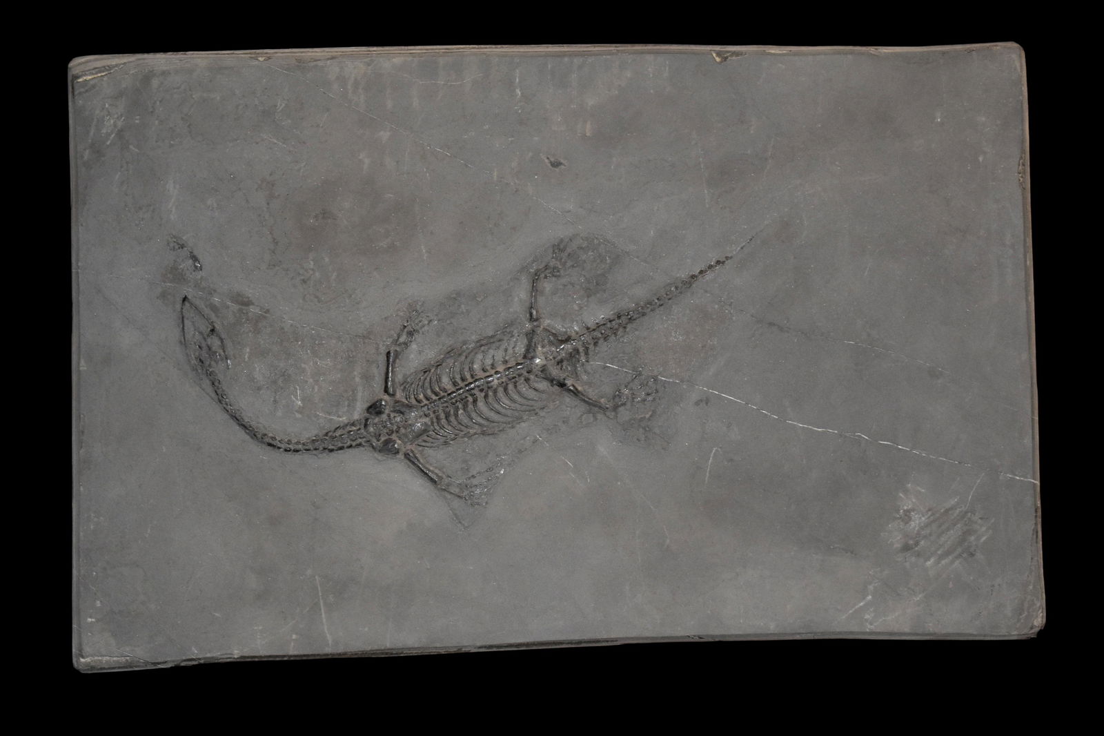 9 1/4" Pelycosaur Fossil, Excellent Specimen (1 of 4)