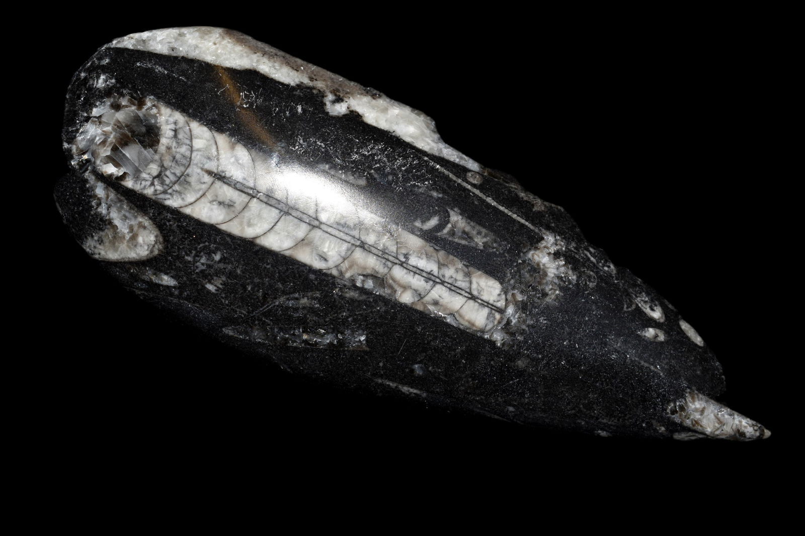 6" Straight Back Ammonite Fossil (1 of 5)