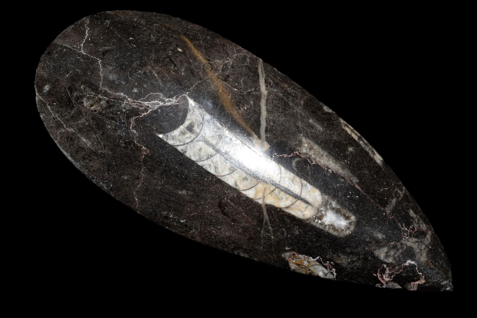 6 1/4" Straight Backed Ammonite Fossil (1 of 5)