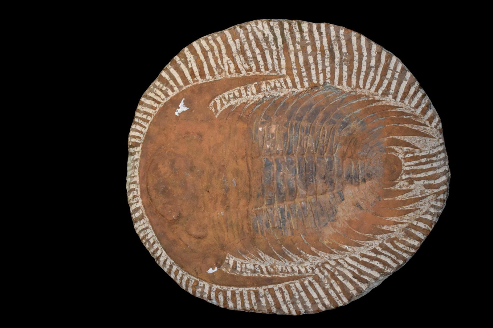 13" Trilobite Fossil, Morocco, Excellent Specimen (1 of 5)