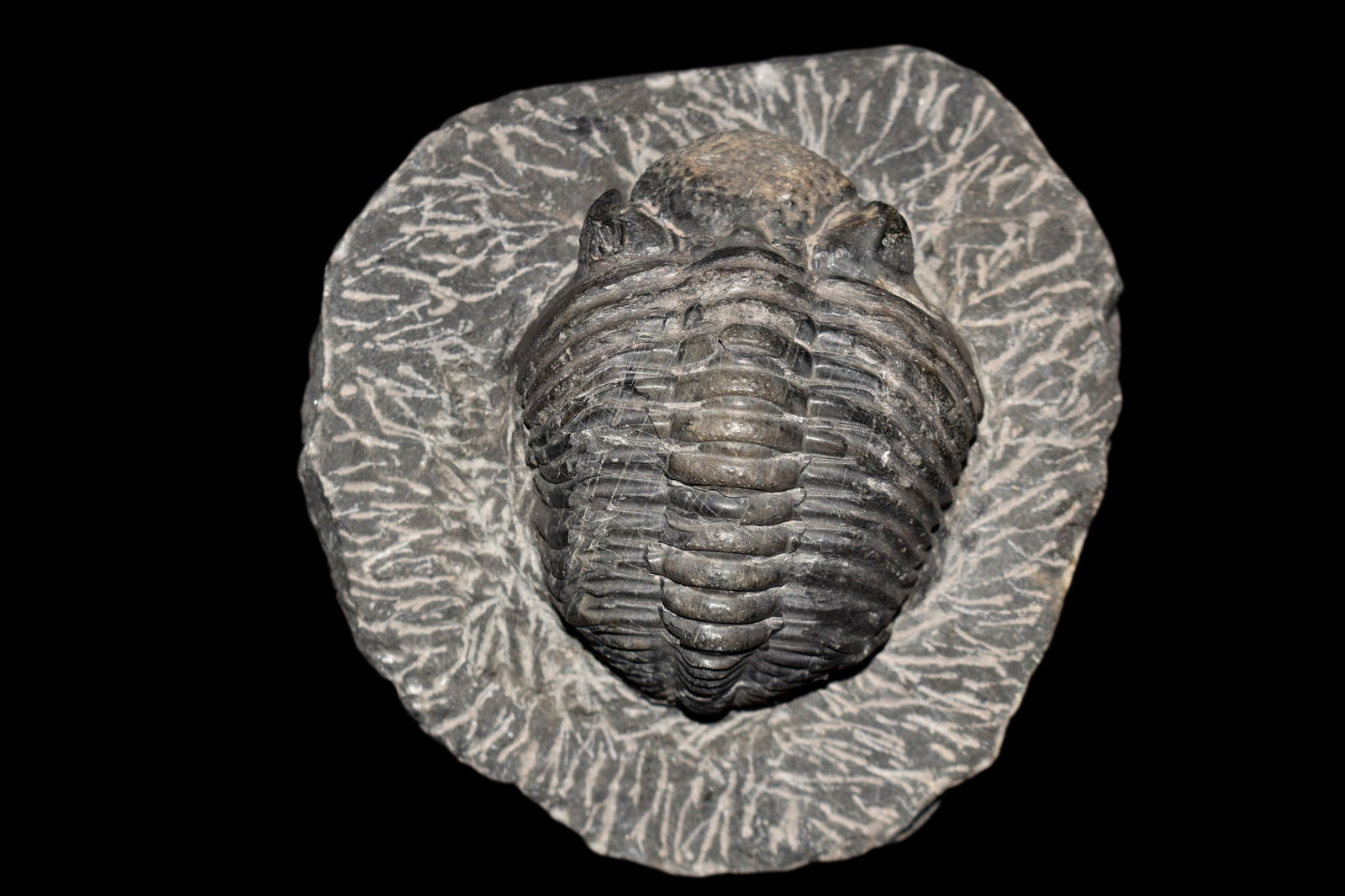 4 1/4" Trilobite Fossil (1 of 6)