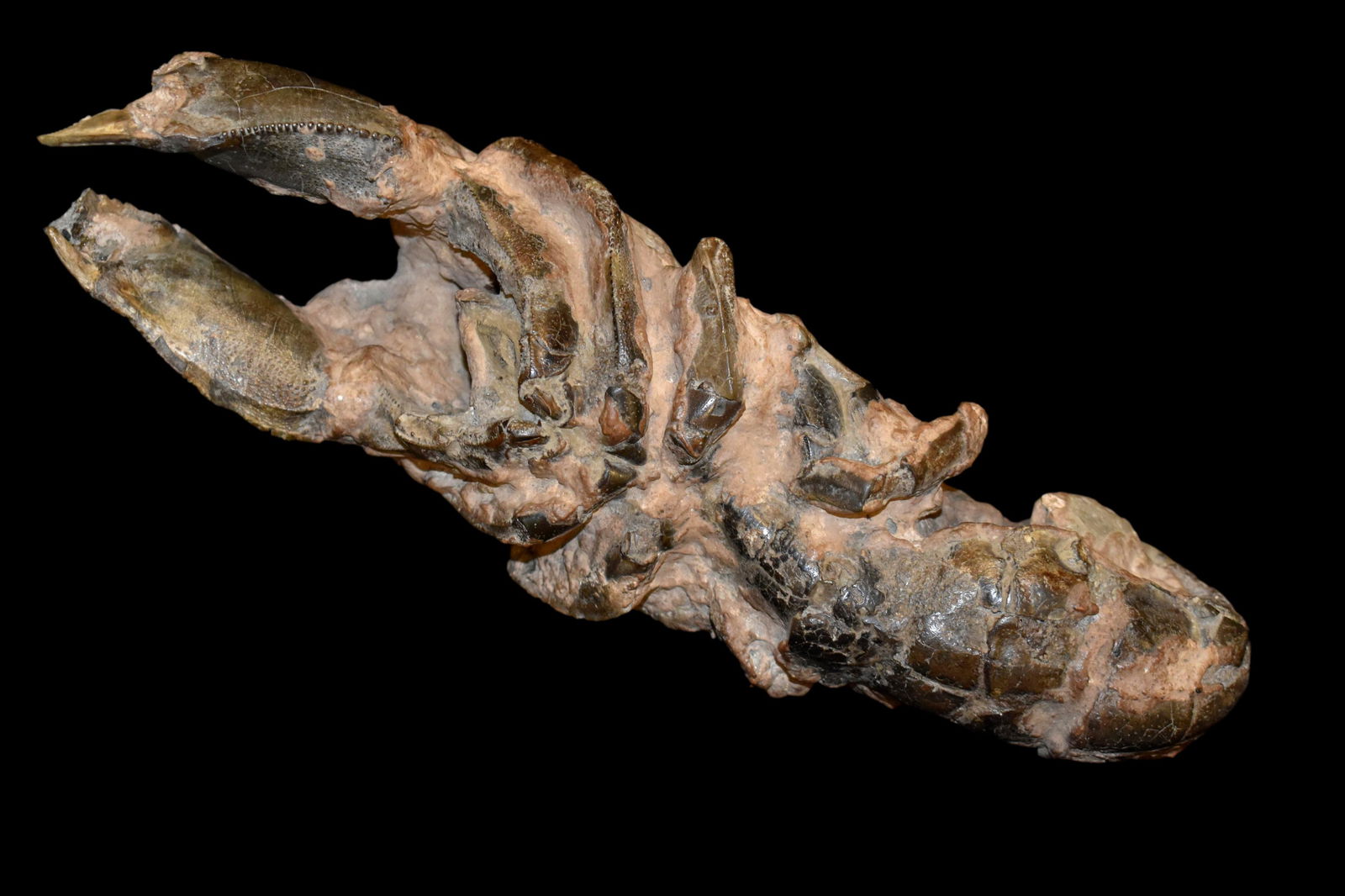 11 1/8" Fossilized Mud Lobster, Excellent Specimen (1 of 5)