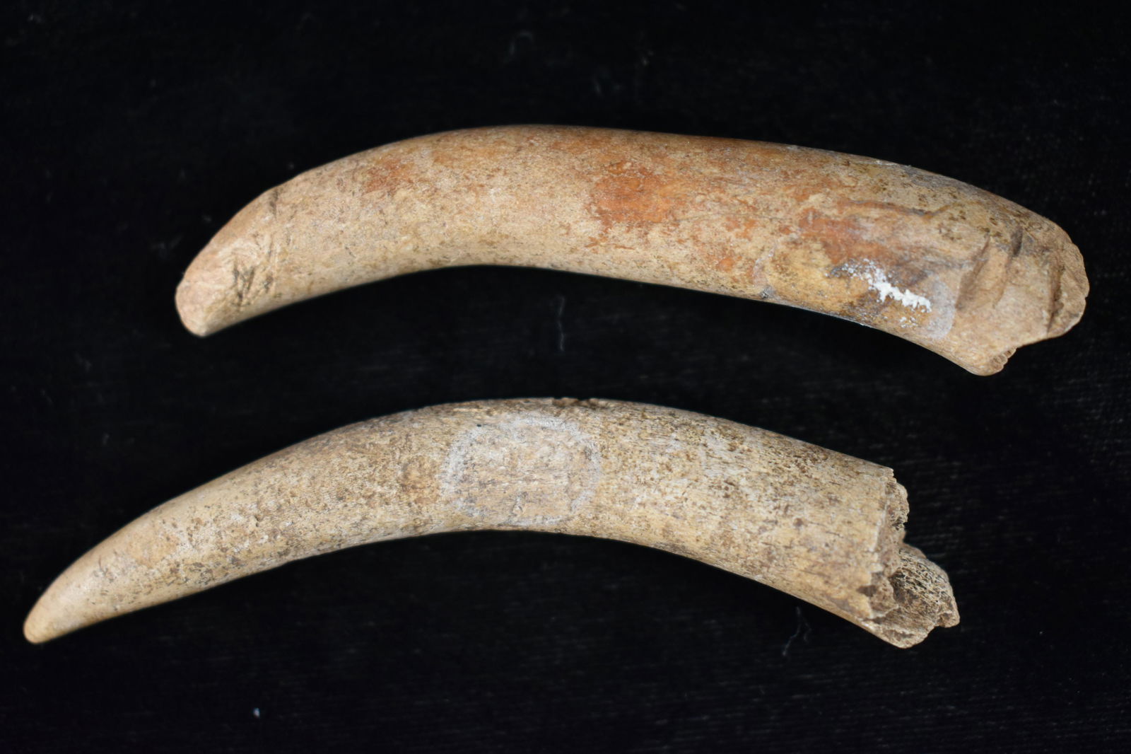 Lot of 2 Antler Points, Largest is 3 5/8", Native (1 of 4)