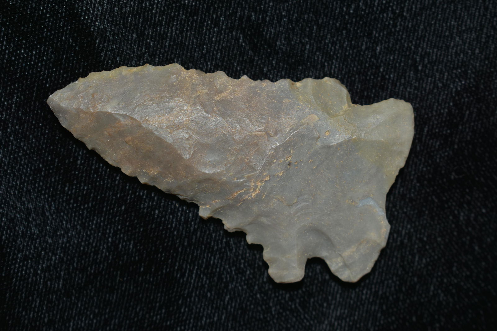 NICE 2 3/8" LONG LOBBED BASE PINETREE FOUND IN THE (1 of 5)