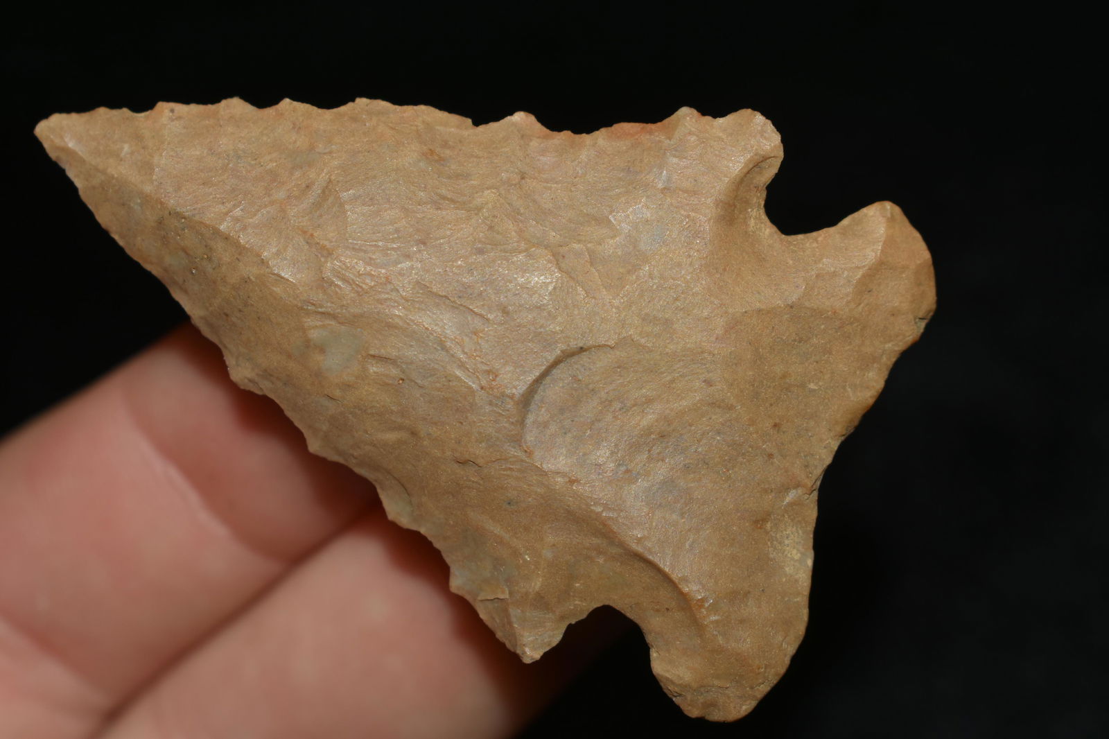 AMAZING 2 1/4" PINETREE FOUND IN THE BENTON / HUMPHREYS (1 of 5)