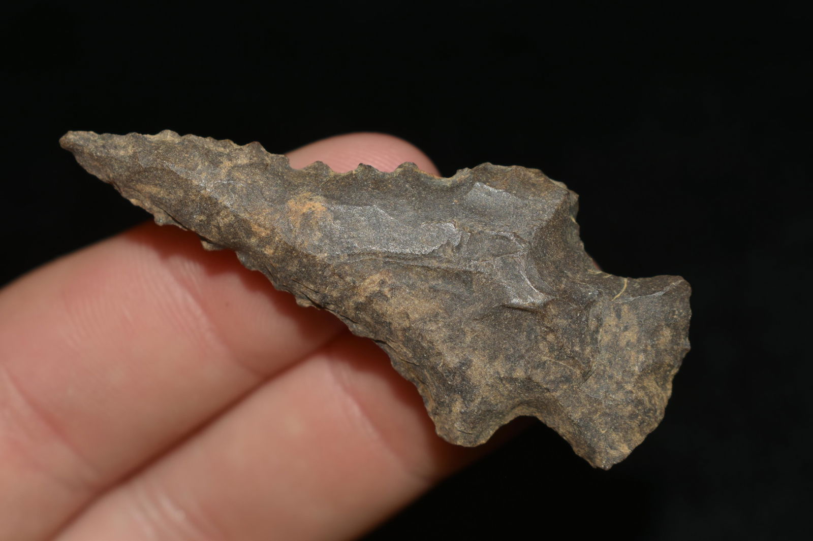 AMAZING 2 1/4" SERRATED KIRK STEMMED FOUND IN THE (1 of 5)