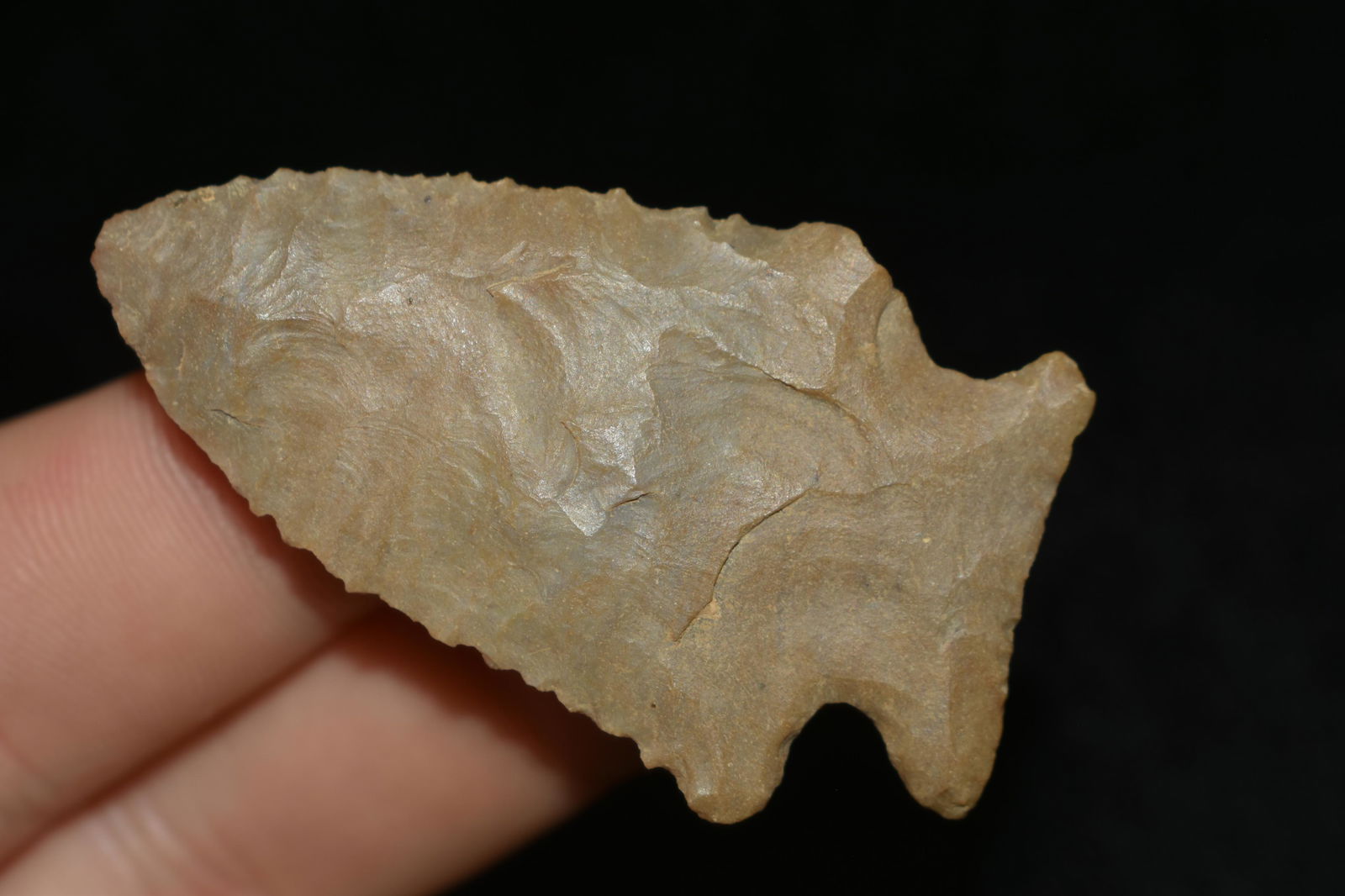 NICE 2 1/8" PINETREE FOUND IN THE BENTON / HUMPHREYS (1 of 5)