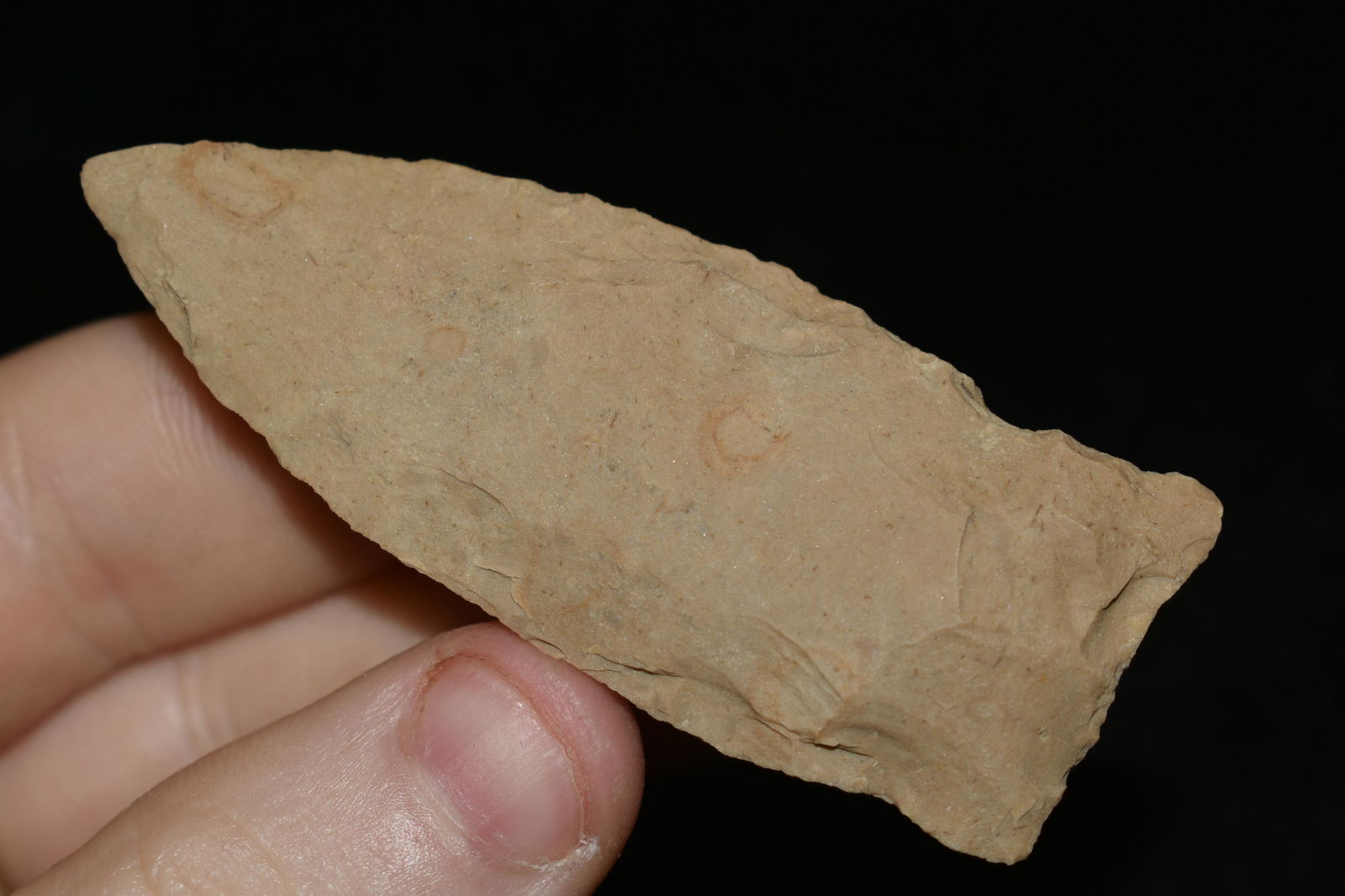 2 5/8" LONG COPENA FOUND IN THE BENTON / HUMPHREYS (1 of 5)