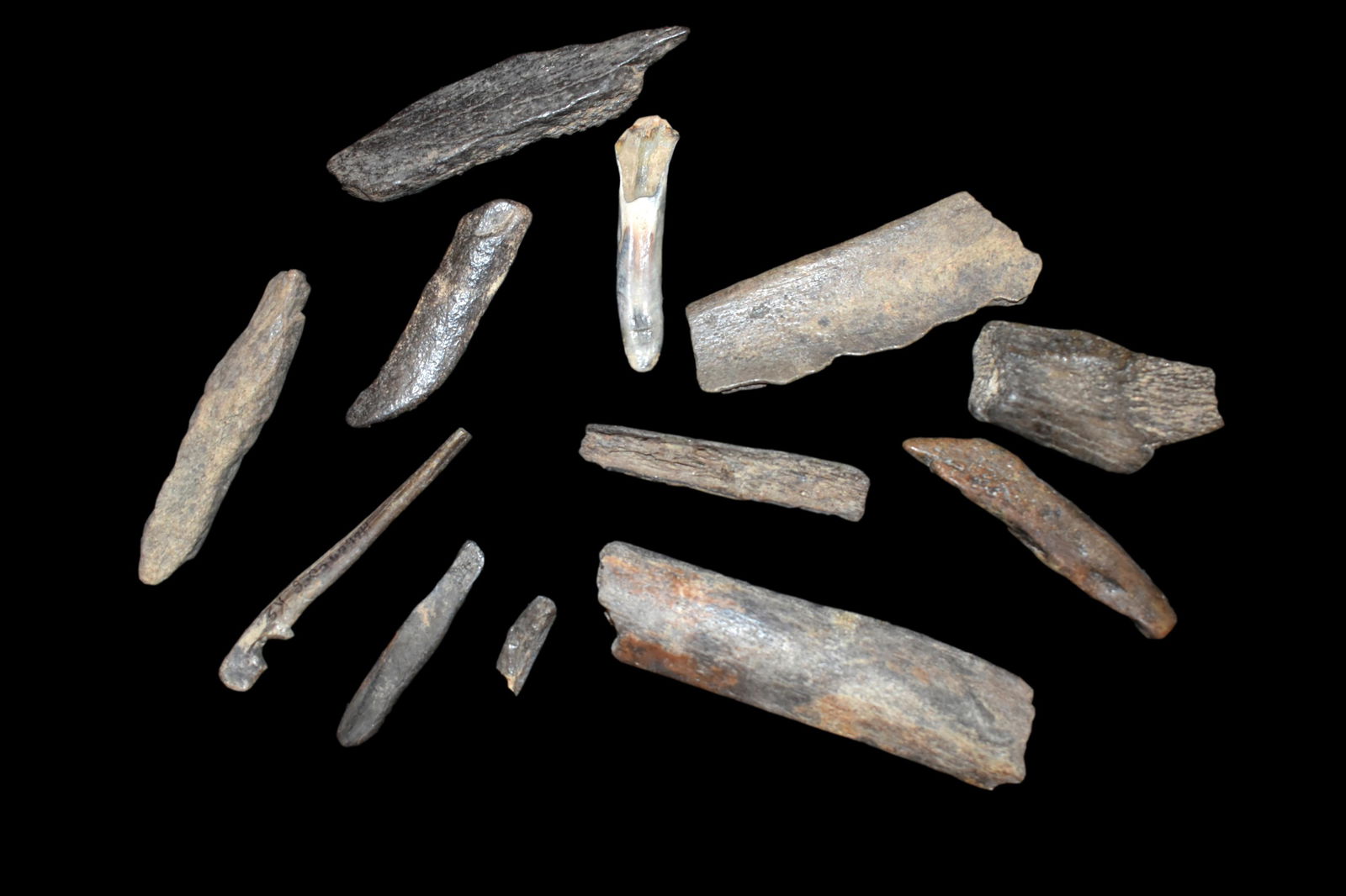 Lot of fossilized old Bison Bones (1 of 2)