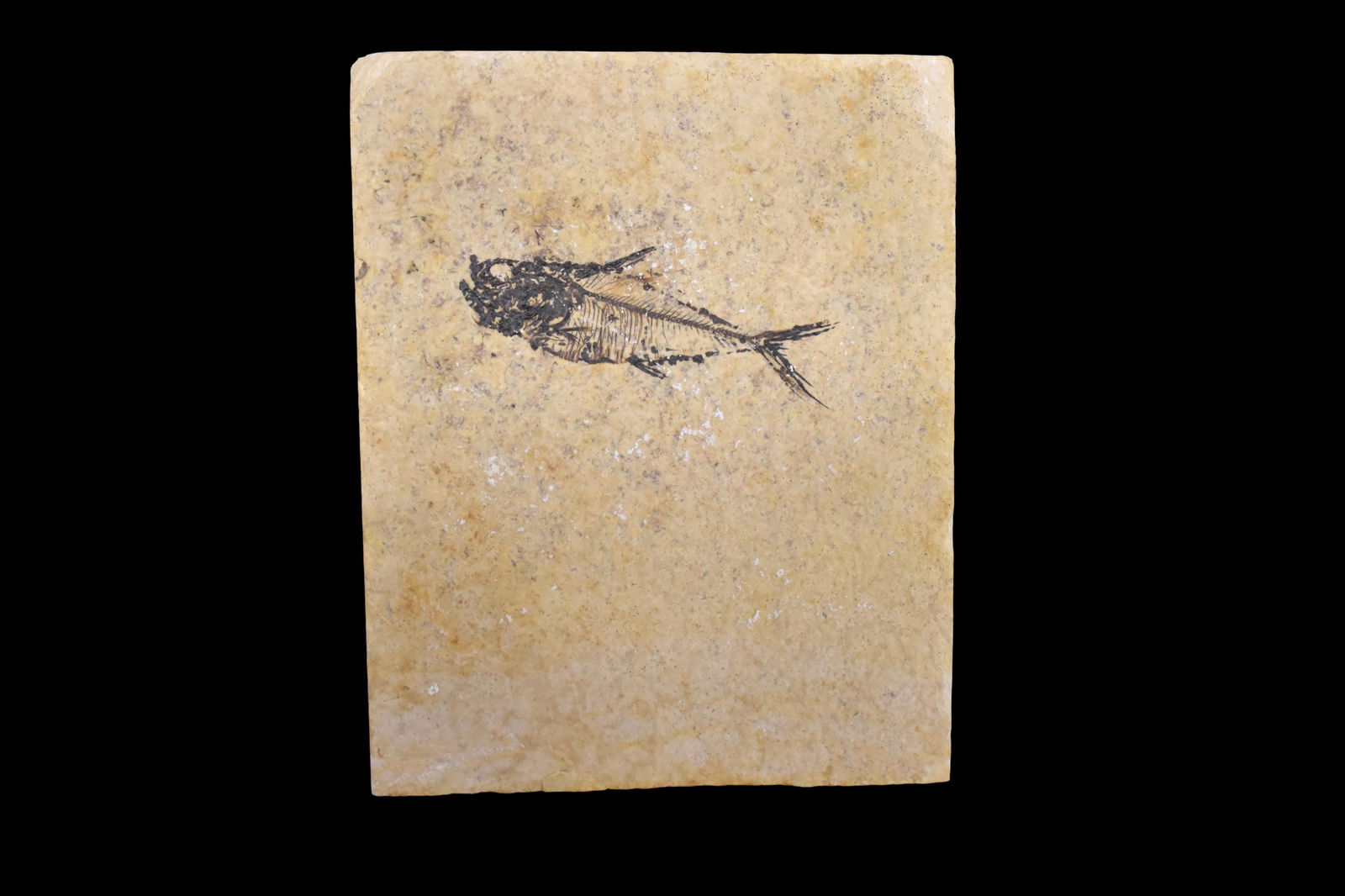 7 1/4x 5 1/4" Fish Fossil Plate, Green River WY (1 of 4)