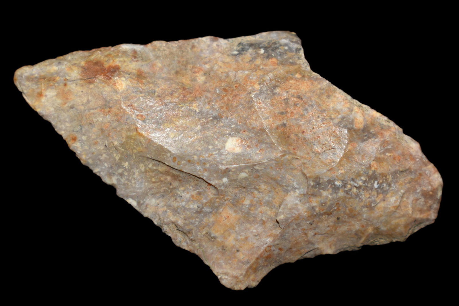 1 3/4" Adena,  Found by Delbert Roush. Delbert Hunted (1 of 4)