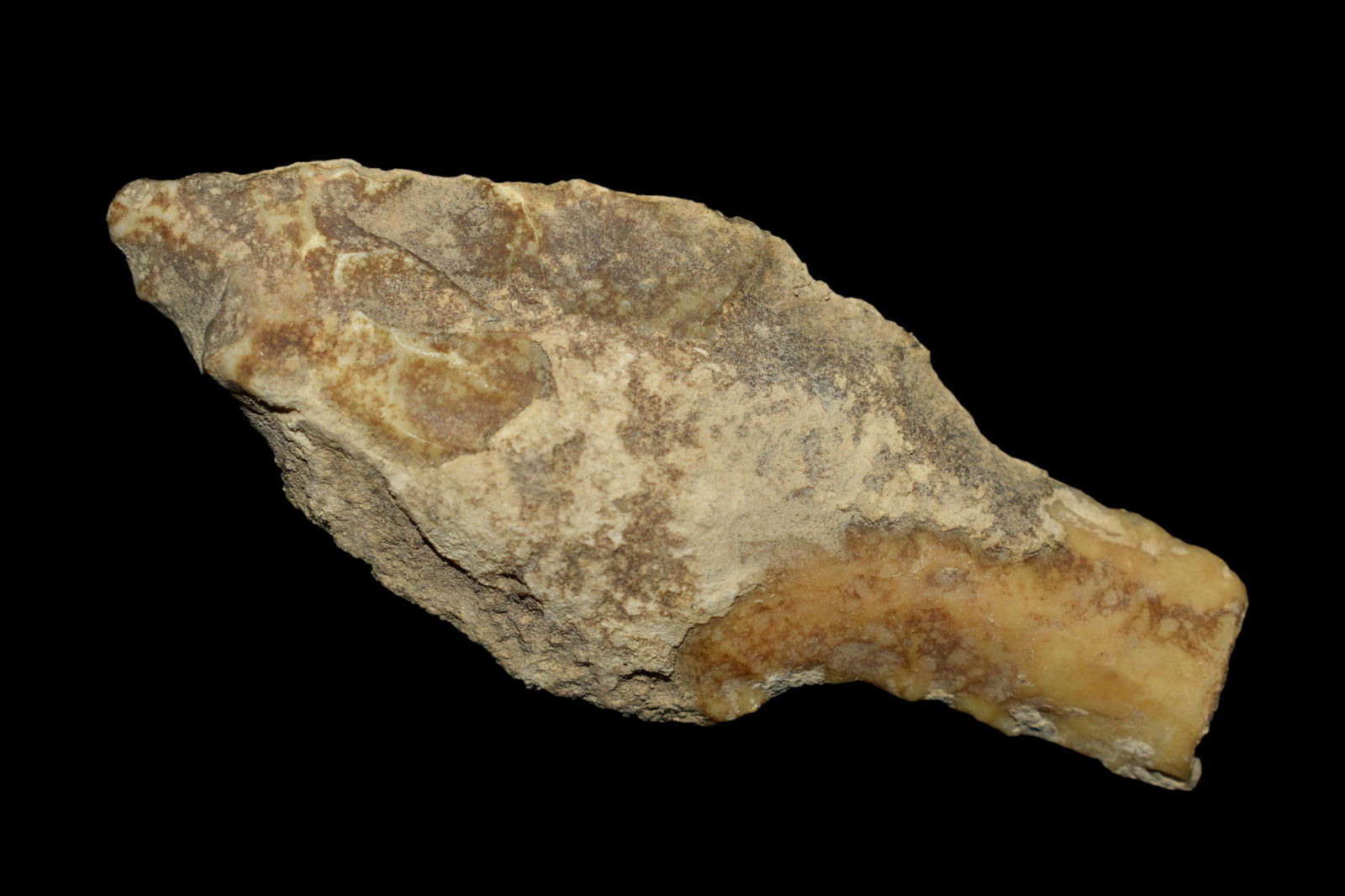 2 5/8" Long Stemmed Adena, Found by Delbert Roush. (1 of 4)