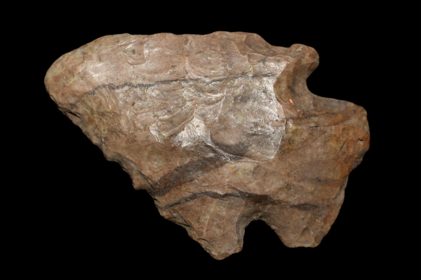 2 3/4" Rice Lobbed Point, Found by Delbert Roush. (1 of 6)